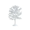 Black Walnut Tree Cod. 64094