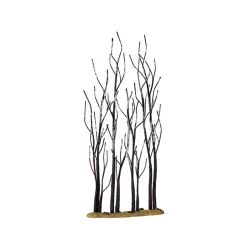 Stand Of Sycamore Cod. 14614