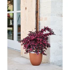 Vaso Over Eco Green
